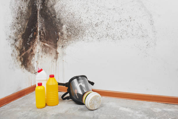 Best Mold Testing  in Burlington, KS