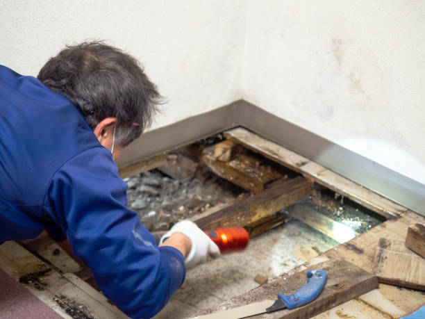 Best Mold Testing  in Burlington, KS