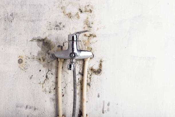 Best Emergency Mold Removal  in Burlington, KS