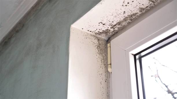 Best Mold Damage Repair  in Burlington, KS