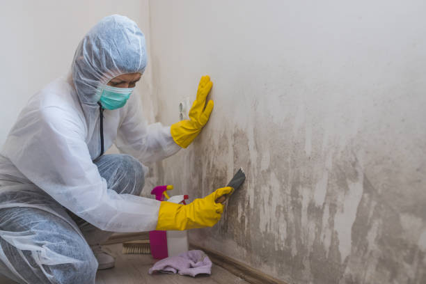 Best Professional Mold Removal  in Burlington, KS