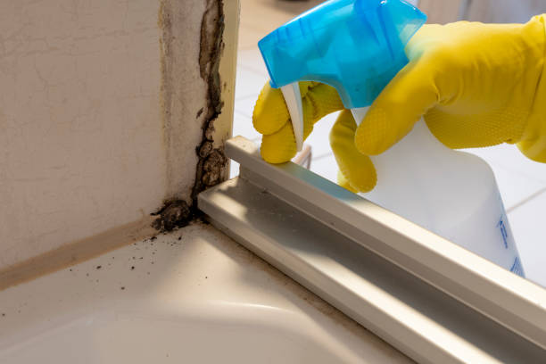 Office Mold Removal Services in Burlington, KS