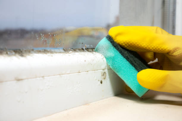 Best Crawl Space Mold Removal  in Burlington, KS