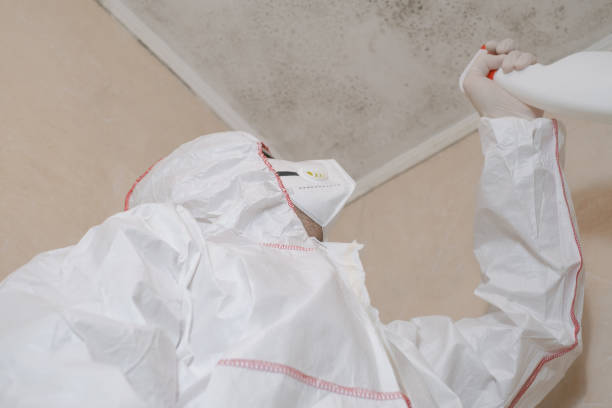 Best Same-Day Mold Removal  in Burlington, KS