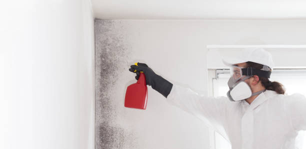 Best Commercial Mold Removal  in Burlington, KS