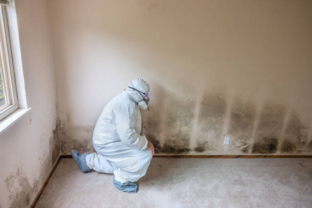 Best Mold Cleaning Services  in Burlington, KS
