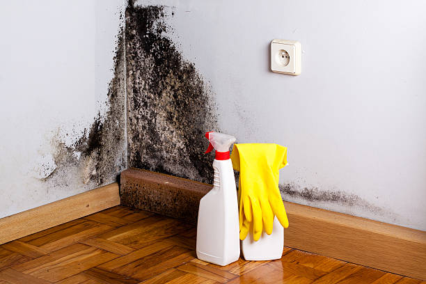 Best Black Mold Removal  in Burlington, KS