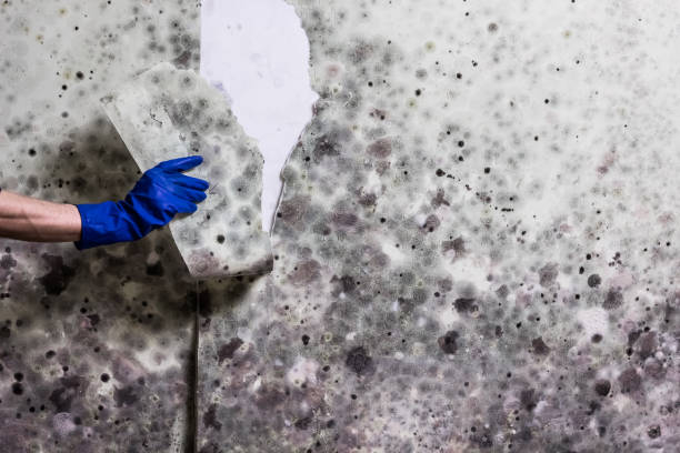 Best Home Mold Removal  in Burlington, KS