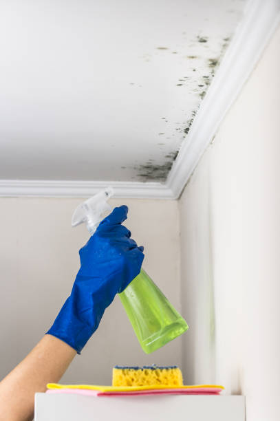 Best Professional Mold Removal  in Burlington, KS