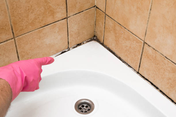 Best Same-Day Mold Removal  in Burlington, KS